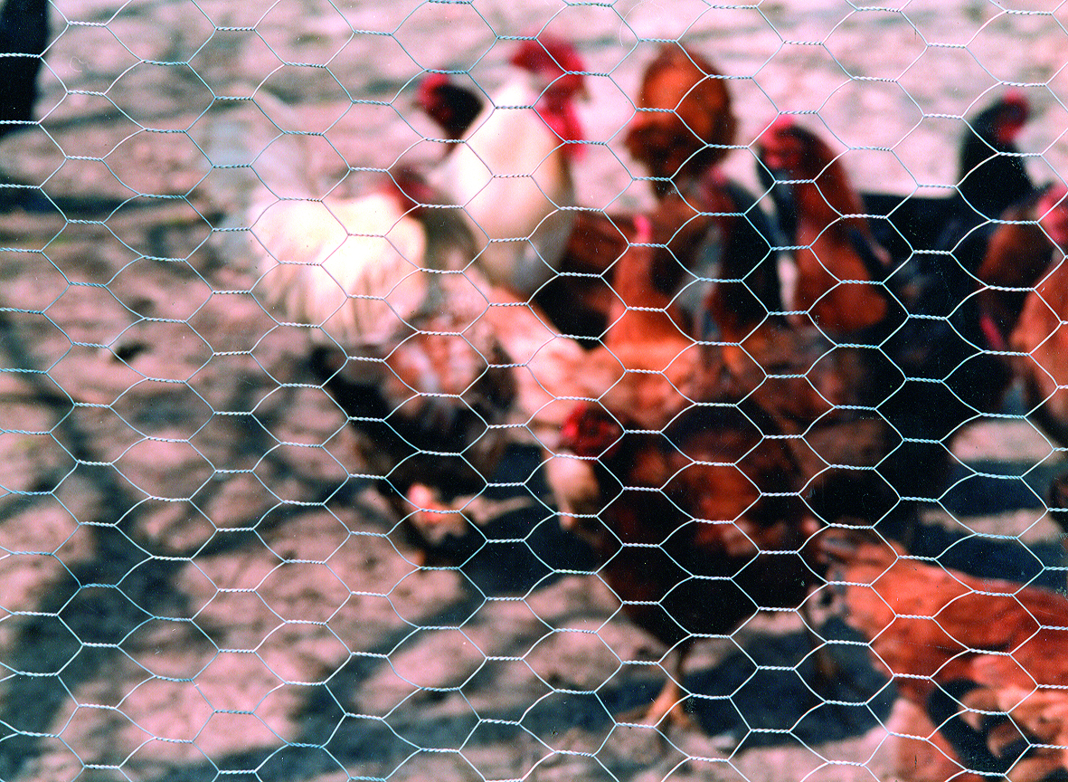 Poules